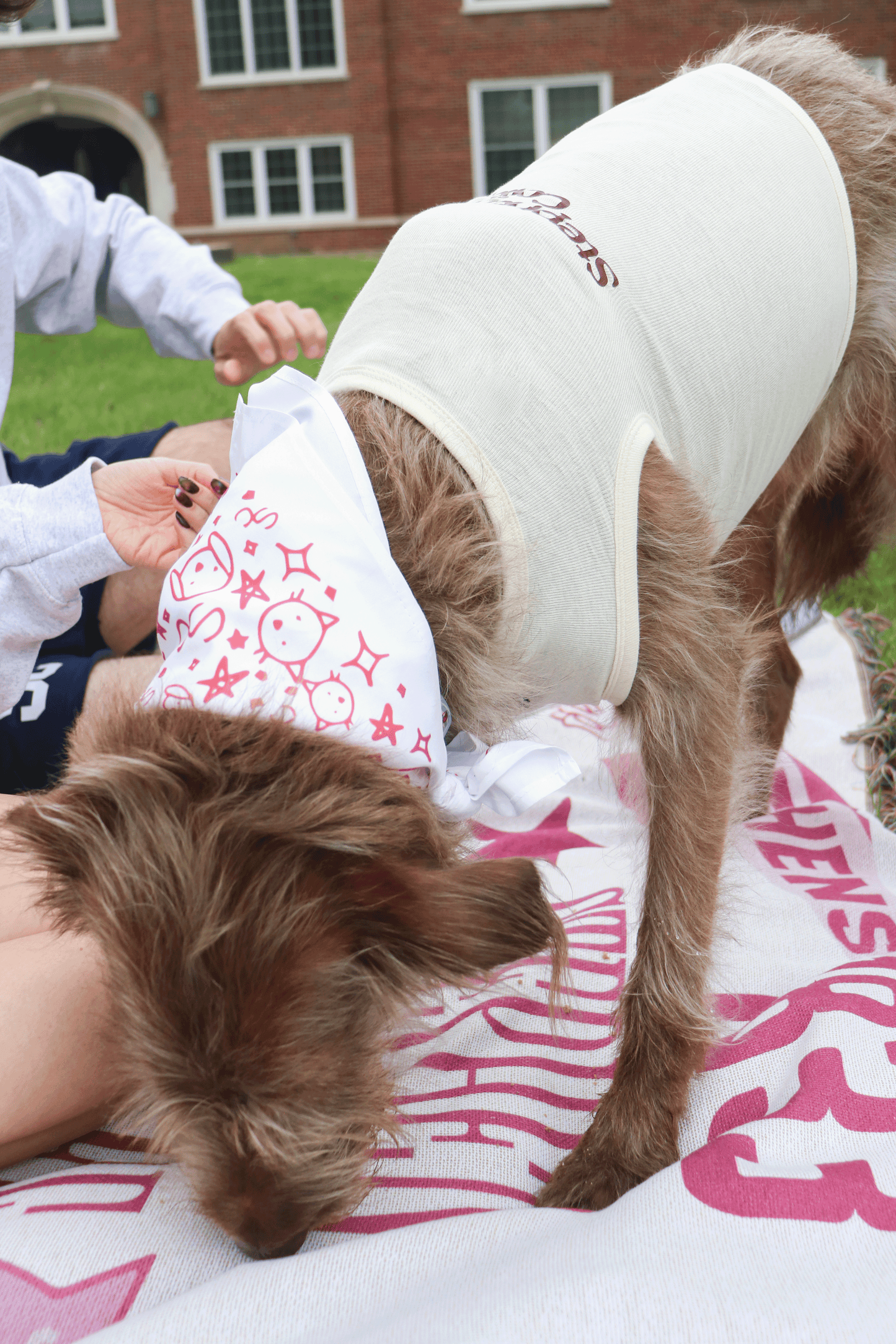 Bandanna | Stephens Doggie